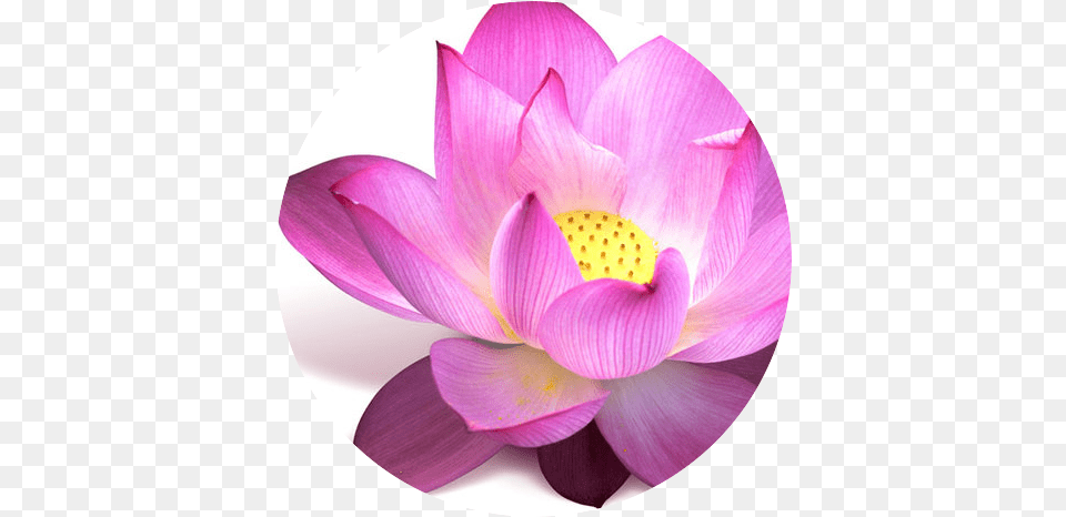 Lotus Flower Circle Yogabalance Yoga Classes Padma Flower, Dahlia, Petal, Plant, Lily Free Png Download