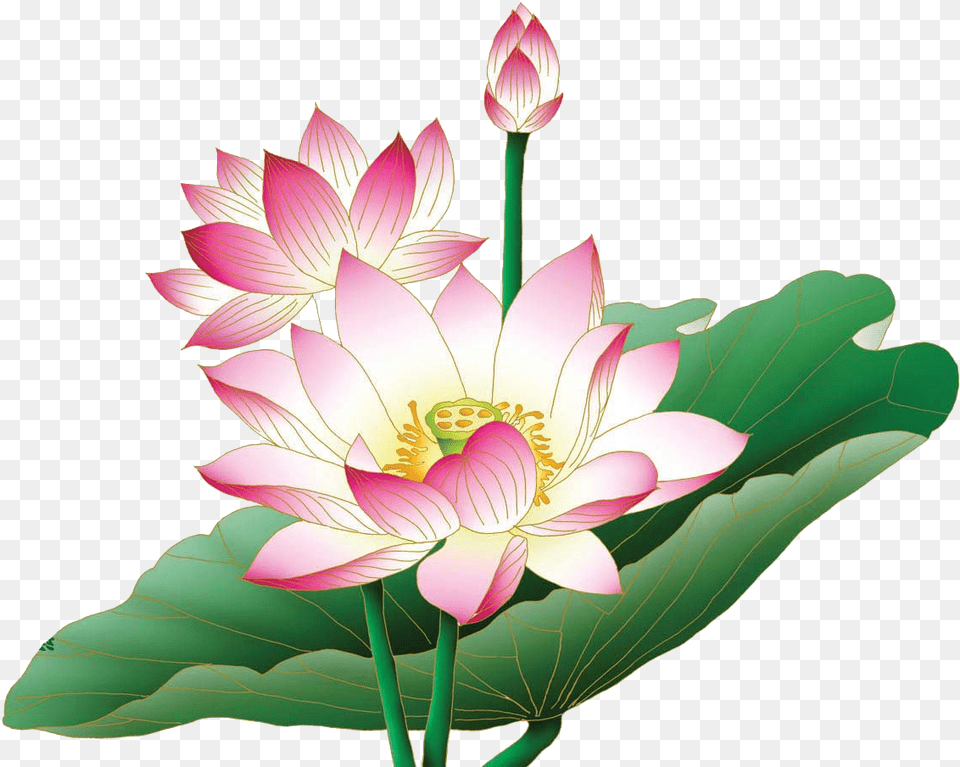 Lotus Flower Clipart, Plant, Anther, Dahlia, Lily Free Png Download