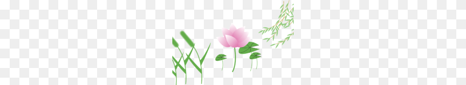 Lotus Flower Clipart Black White All Watsupp Status And, Leaf, Plant, Rose, Petal Png Image