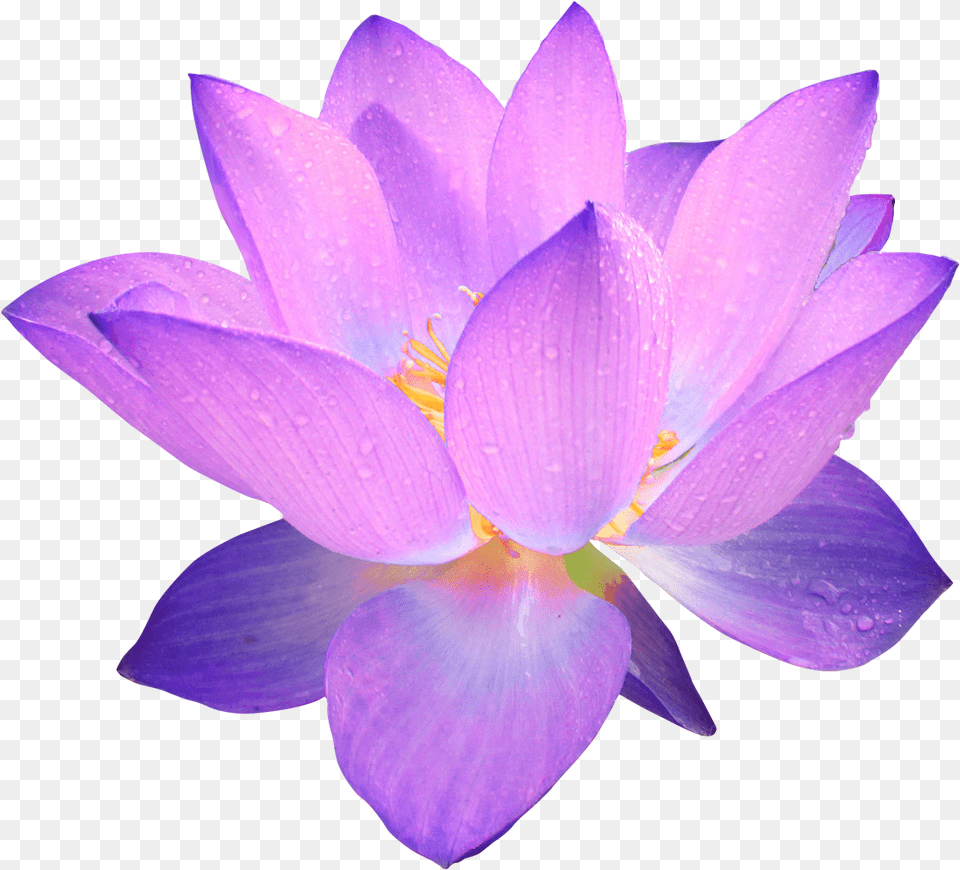 Lotus Flower Clipart No Background Purple Flower Transparent Background, Plant, Petal, Lily, Pond Lily Png Image