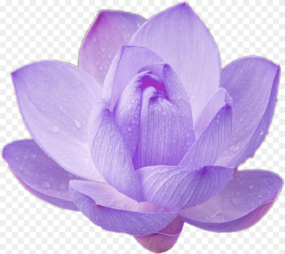 Lotus Flower Cool Nature For Your Transparent Purple Lotus Flower Free Png