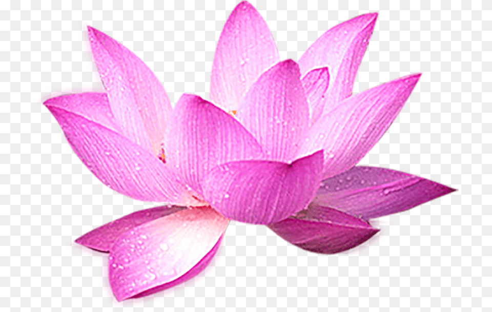 Lotus Flower Decoration Transparent Background, Lily, Petal, Plant, Pond Lily Png