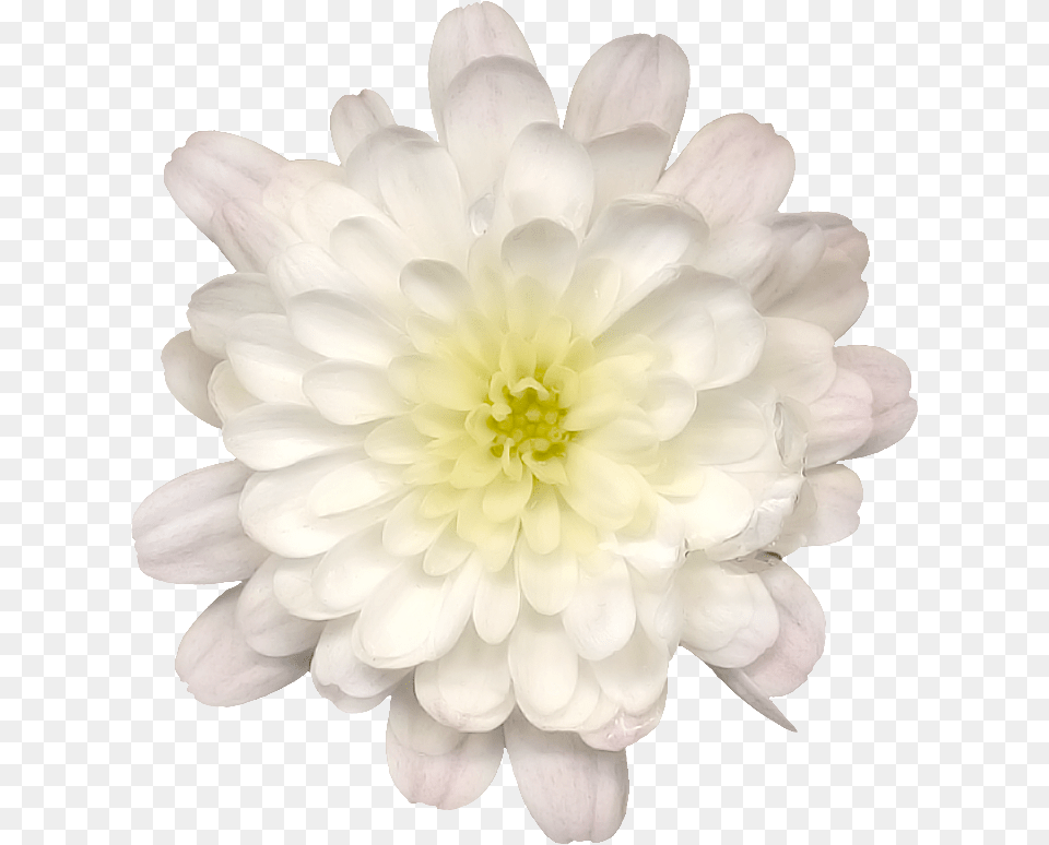 Lotus Flower Drawing, Dahlia, Daisy, Plant, Petal Free Png