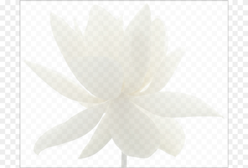 Lotus Flower Fade1 Echeveria, Dahlia, Petal, Plant, Appliance Png Image
