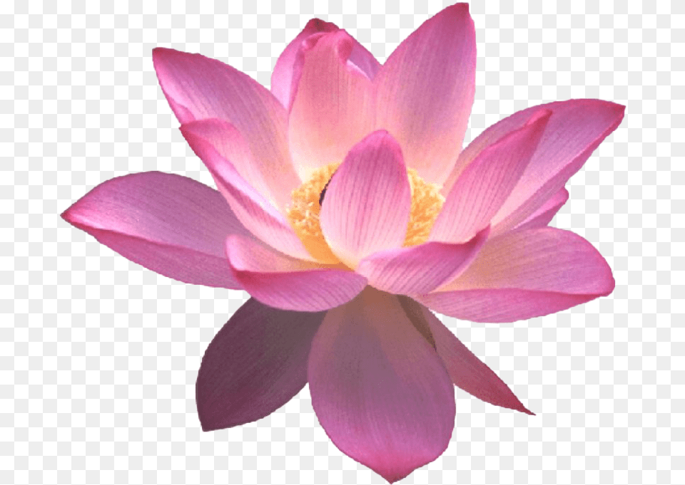 Lotus Flower Dahlia, Petal, Plant, Lily Free Png Download