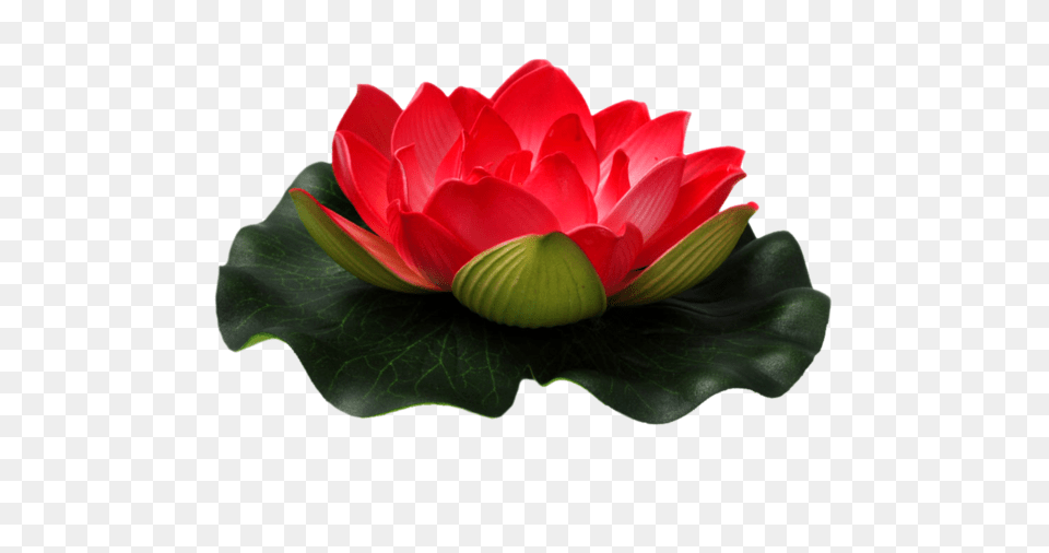 Lotus Flower Free Download, Plant, Lily, Rose, Pond Lily Png