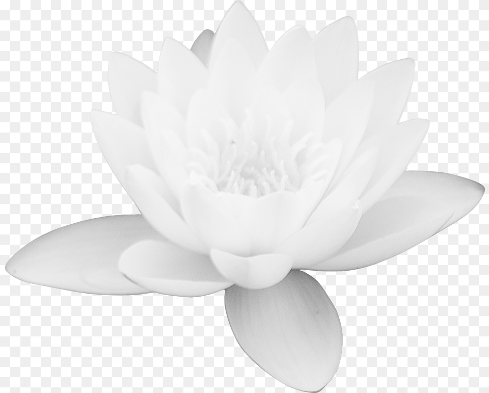 Lotus Flower Free Download Library Free Download White Lotus Flower, Plant, Petal, Lily, Pond Lily Png