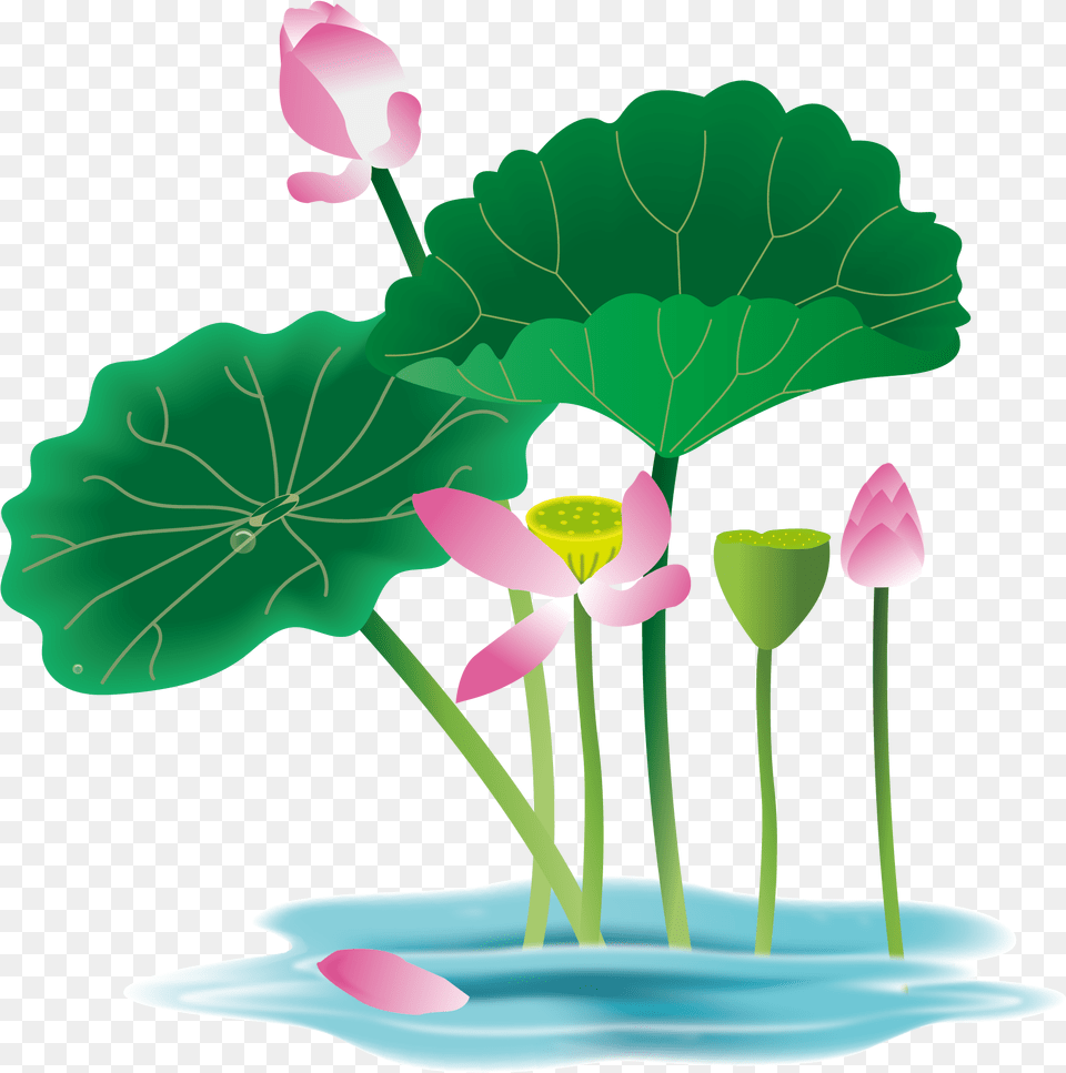 Lotus Flower Graphic Hand Painted Flower Plant Water Waterlily Vector, Petal, Green, Leaf, Lily Png Image