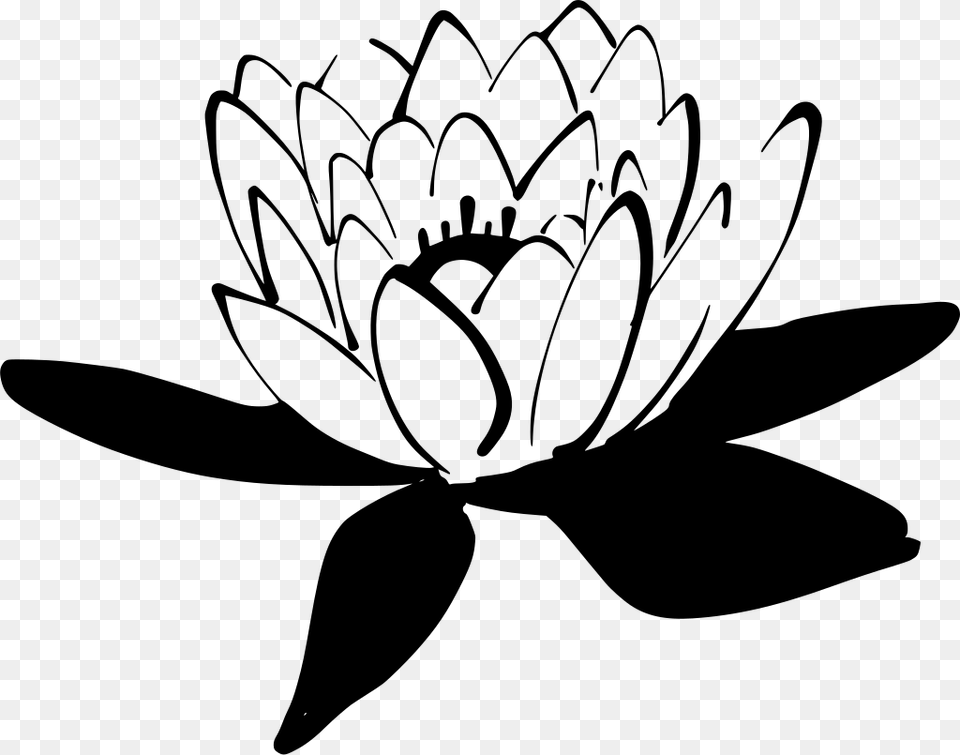 Lotus Flower Green, Gray Free Png Download