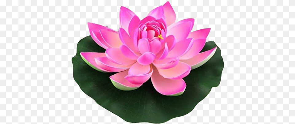 Lotus Flower Hd Lotus Flower, Dahlia, Petal, Plant, Lily Png