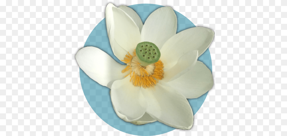 Lotus Flower Healing U2013 Sound Nymphaea Nelumbo, Anemone, Anther, Petal, Plant Free Png Download