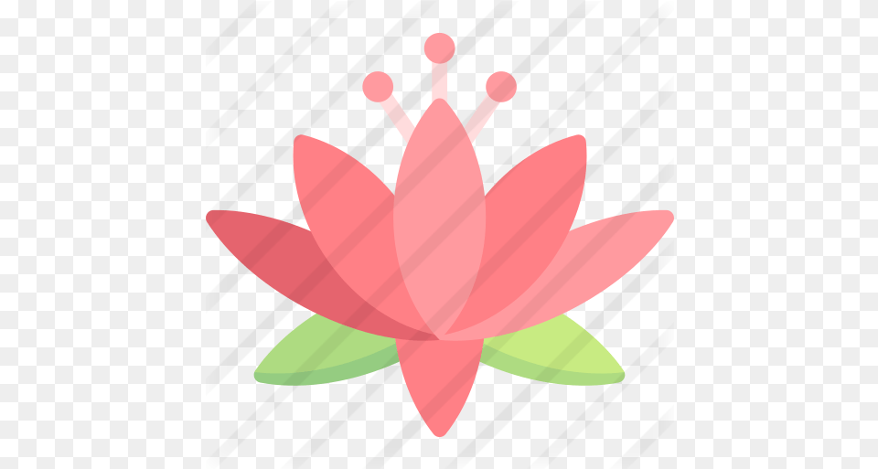 Lotus Flower Hemp, Petal, Anther, Plant, Lily Free Png Download
