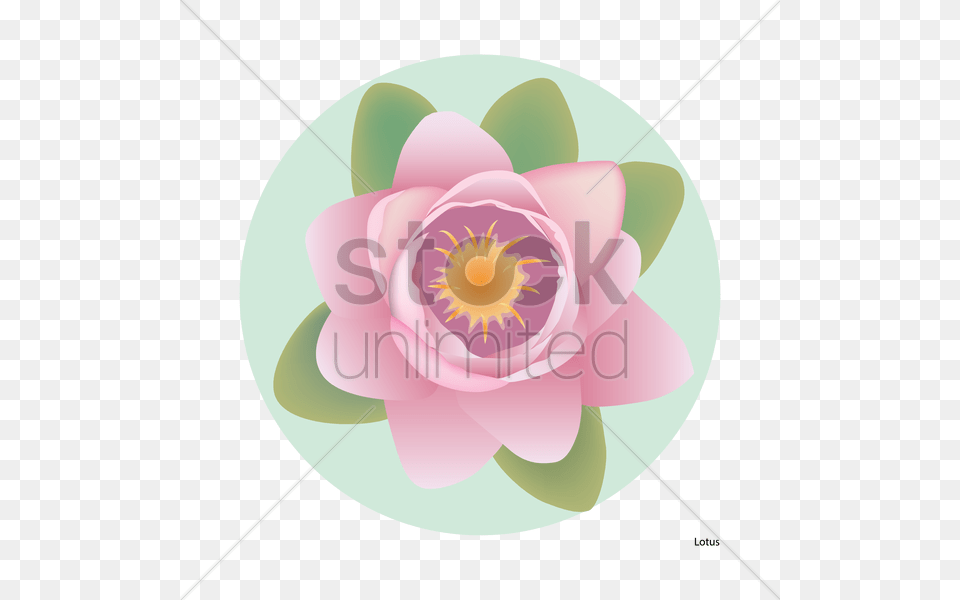 Lotus Flower Illustration Zinnia, Plant, Anemone, Lily, Pond Lily Free Png
