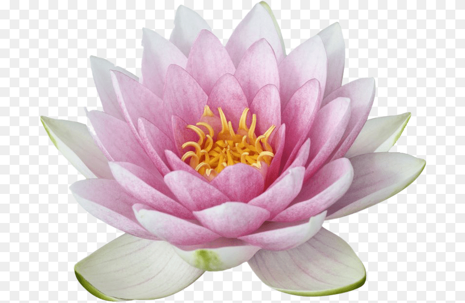 Lotus Flower Image Portable Network Graphics, Dahlia, Lily, Plant, Rose Free Png