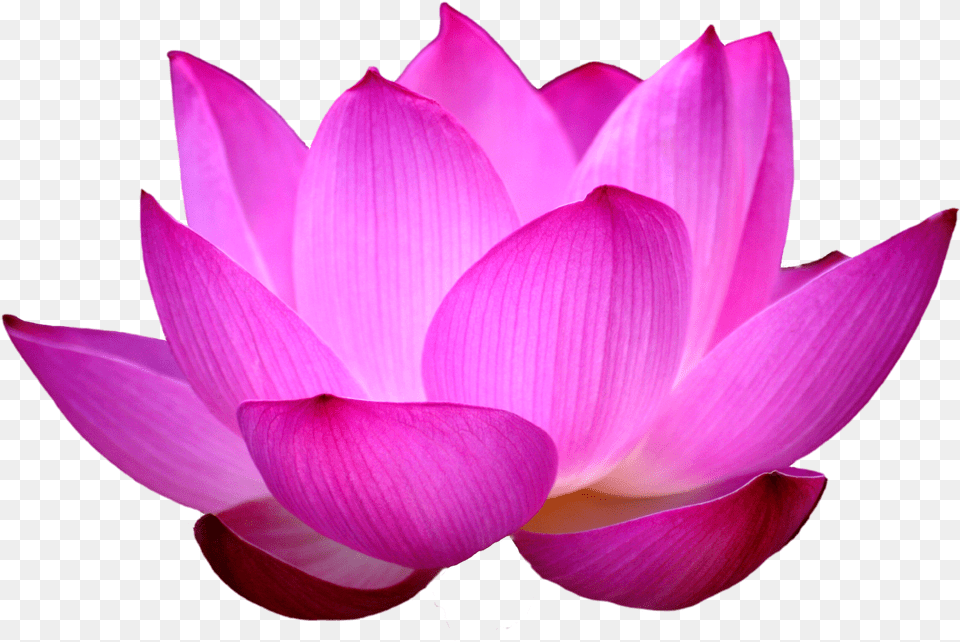 Lotus Flower Images Flower Lotus, Dahlia, Petal, Plant, Rose Free Png Download