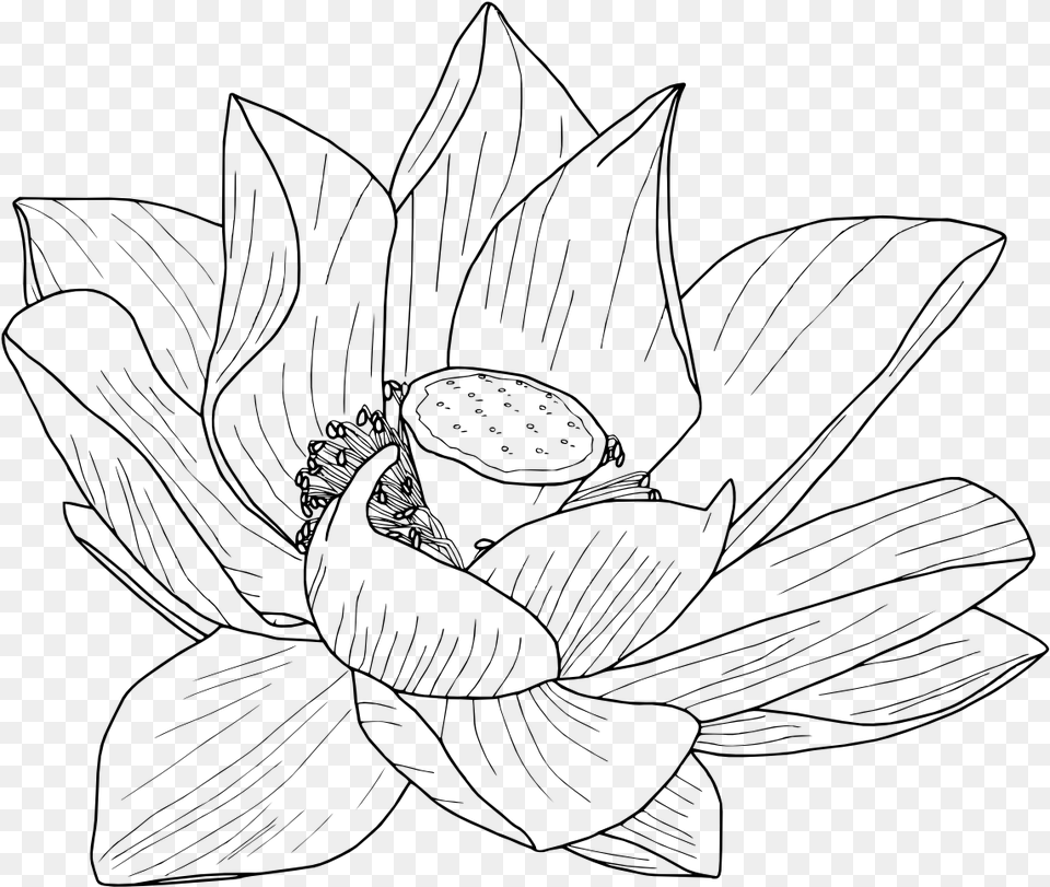 Lotus Flower In Water Drawing At Getdrawings Lotus Flower Drawing, Gray Free Transparent Png