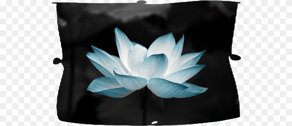 Lotus Flower Indian Lotus Flower Oval Ornament, Lily, Petal, Plant, Pond Lily Png Image
