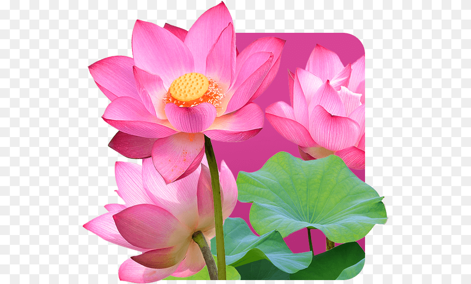 Lotus Flower Is The Symbol Of Vietnam Emergent Vegetation, Plant, Petal, Lily, Pond Lily Free Transparent Png