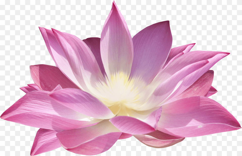 Lotus Flower Lotus Flower, Dahlia, Petal, Plant, Lily Free Transparent Png