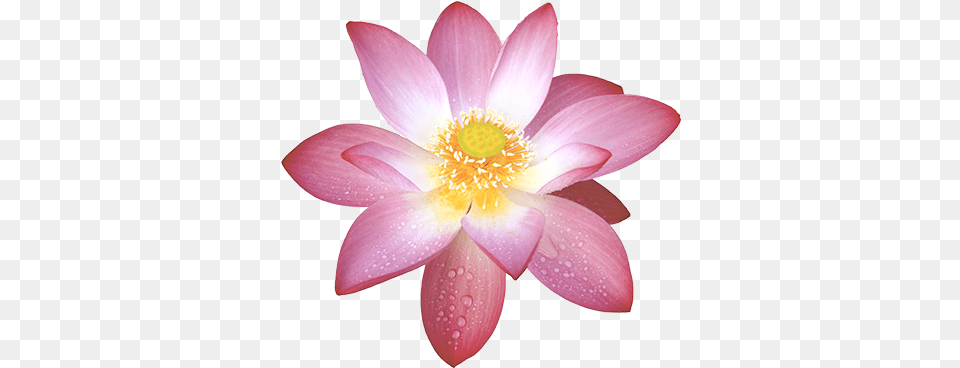 Lotus Flower Lotus Flower Buddhism, Petal, Plant, Anther, Dahlia Free Png Download