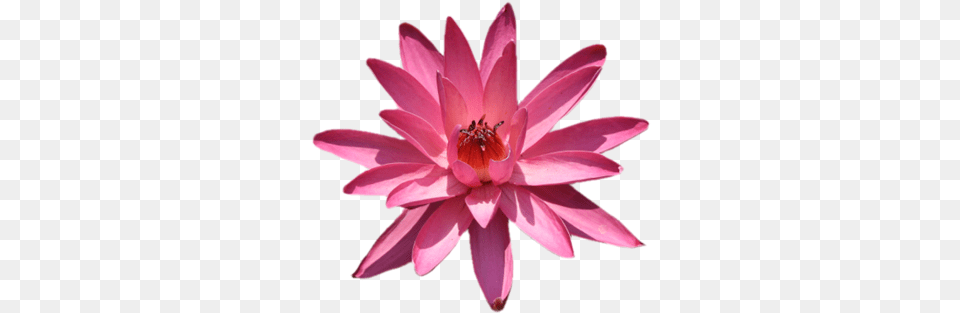 Lotus Flower Lotus Flower Lotus Flower P Sacred Lotus, Lily, Plant, Pond Lily, Dahlia Free Png Download