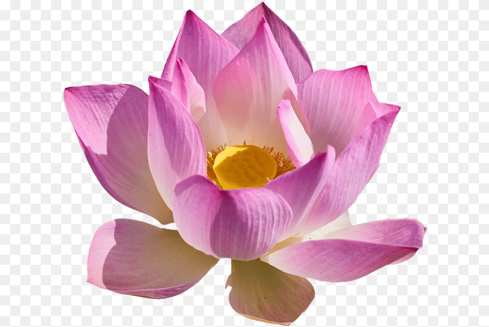Lotus Flower Lotus Transparent, Petal, Plant, Rose, Dahlia Png Image