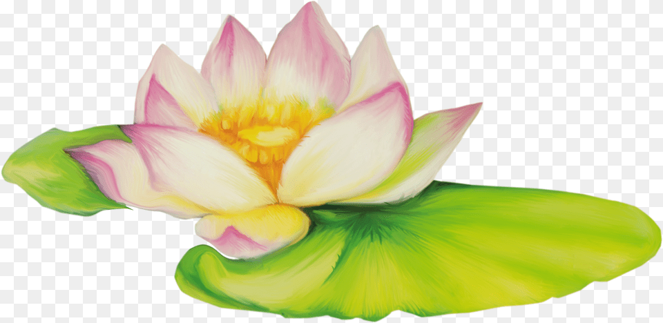 Lotus Flower Nelumbo Nucifera Flor De Dibujo Clip Art Flores De Loto, Lily, Petal, Plant, Pond Lily Free Png Download