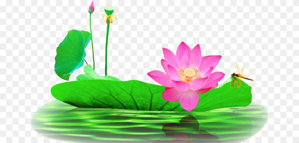 Lotus Flower Pic All Lotus Flower Images, Anther, Petal, Plant, Lily Free Transparent Png