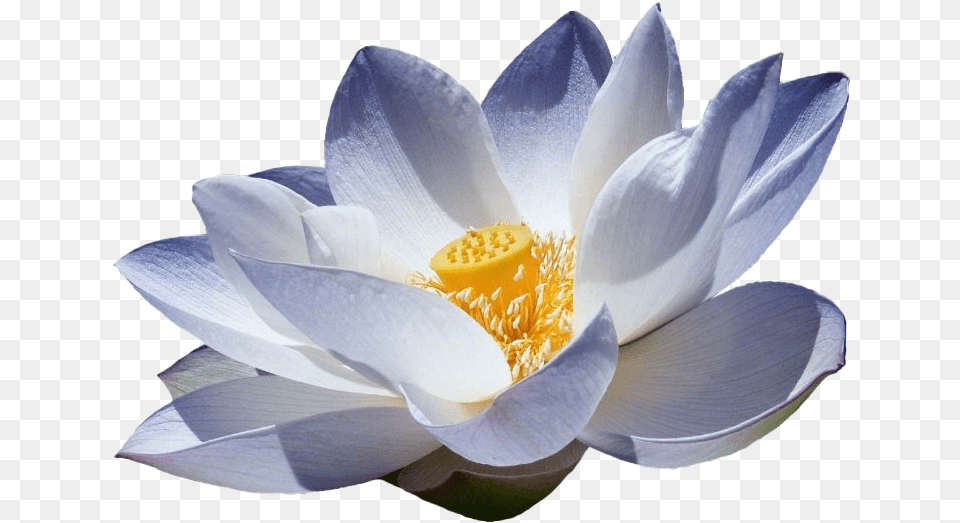 Lotus Flower Picture Blue Lotus Flowers, Anemone, Anther, Petal, Plant Png Image