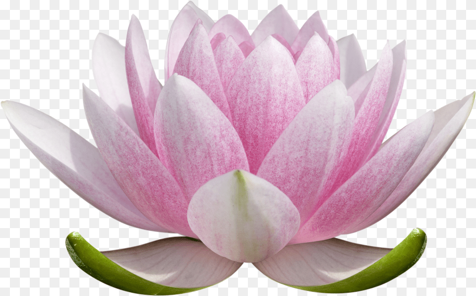 Lotus Flower Picture Lotus Flower Drawing Colored, Lily, Plant, Petal, Rose Free Png