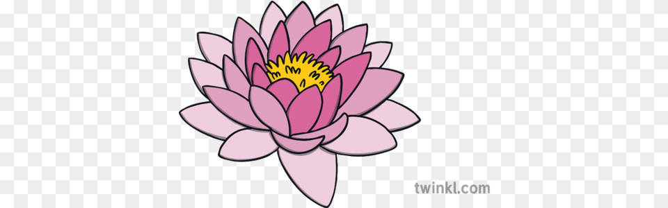 Lotus Flower Topics Ks1 Illustration Twinkl Washing With Hands With Bubbles Drawing, Dahlia, Plant, Lily, Pond Lily Png Image