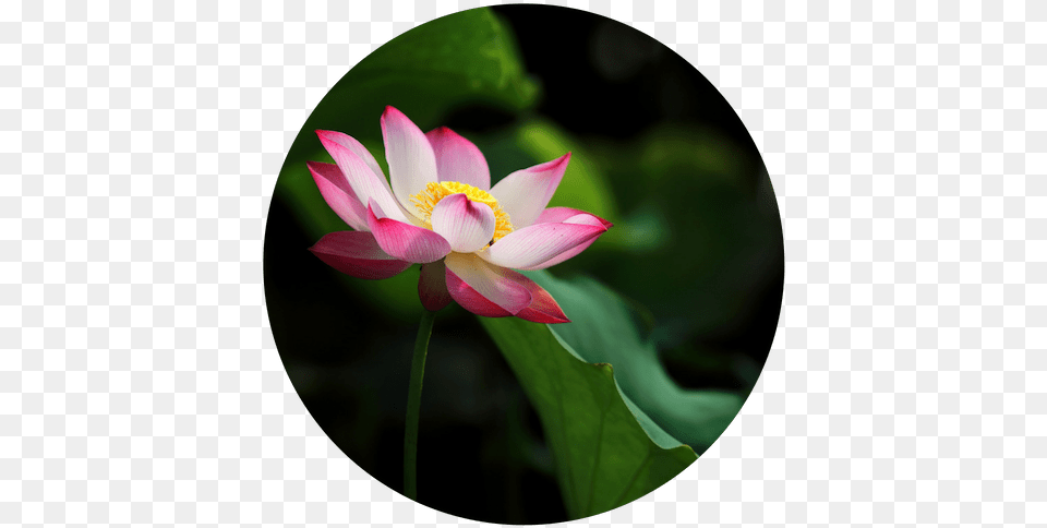 Lotus Flower Transparent, Petal, Plant, Lily, Pond Lily Png