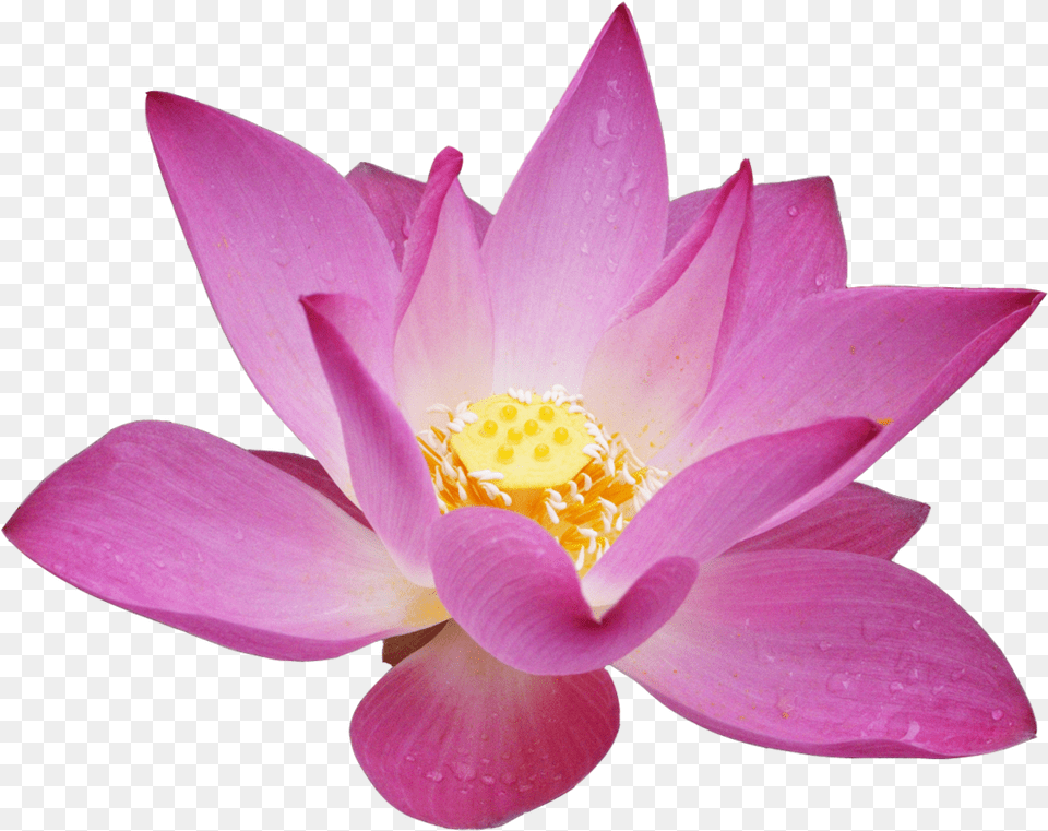 Lotus Flower Transparent Background, Plant, Petal, Lily, Pond Lily Png Image