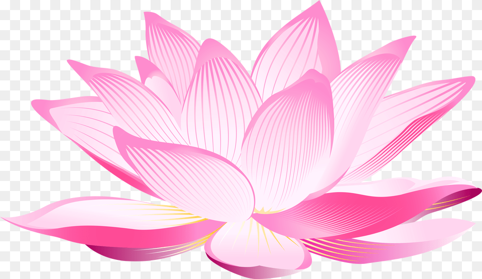 Lotus Flower Transparent Background Png Image