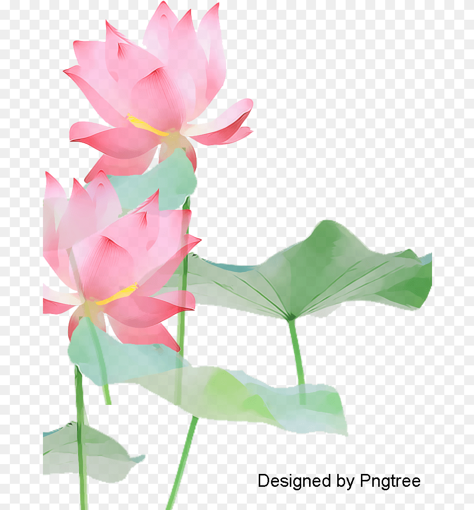 Lotus Flower Transparent Background Flowers Clipart, Plant, Lily, Petal, Pond Lily Free Png
