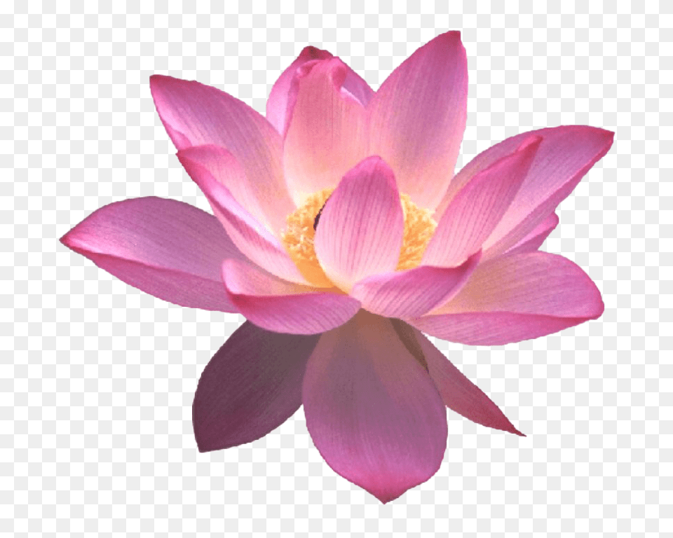 Lotus Flower Transparent Lotus Flower, Dahlia, Lily, Petal, Plant Png
