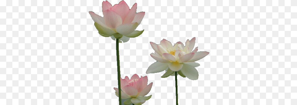 Lotus Flower Transparent Tumblr Petal, Plant, Dahlia, Lily Png Image