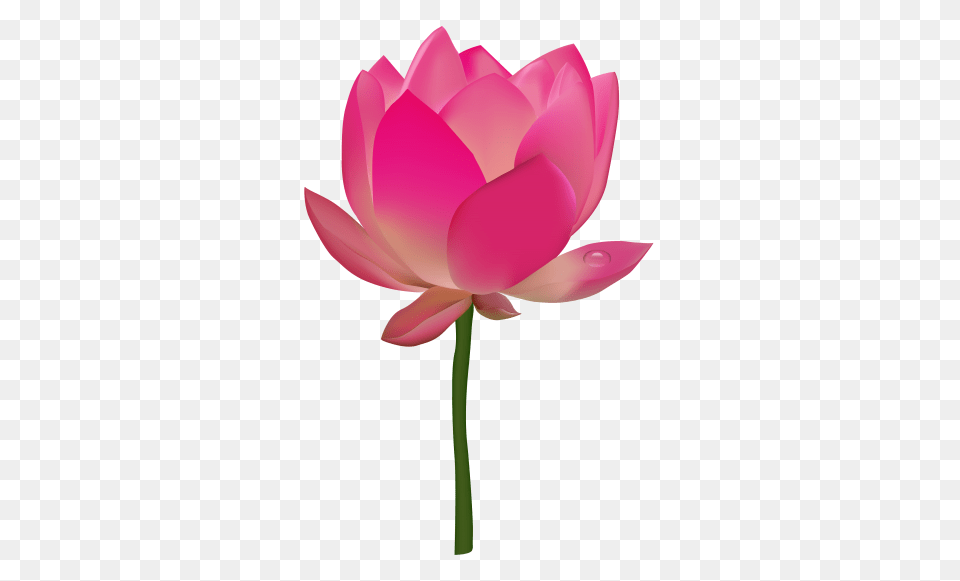 Lotus Flower Transparent Vector Vector Clipart, Petal, Plant, Rose, Dahlia Free Png