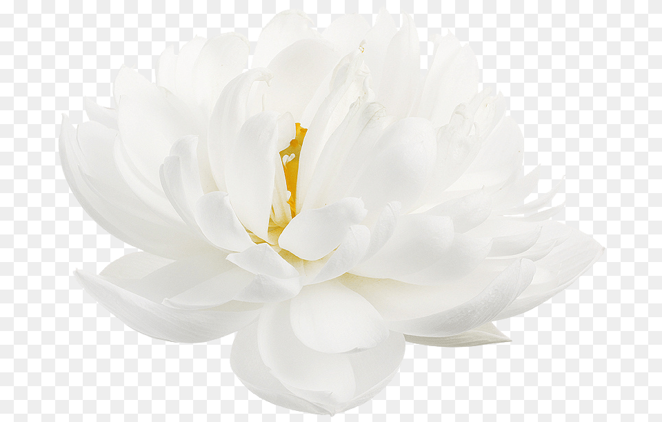 Lotus Flower White Lotus Flower, Dahlia, Plant, Petal, Rose Free Transparent Png
