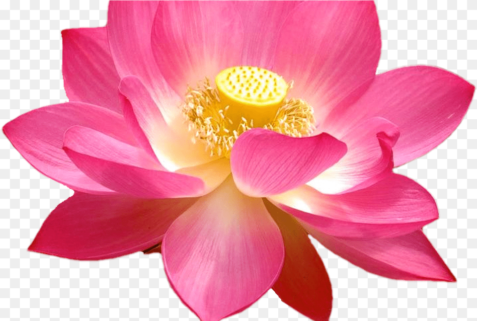 Lotus Flower Tumblr Background Interiordesign, Dahlia, Petal, Plant, Anther Free Png Download