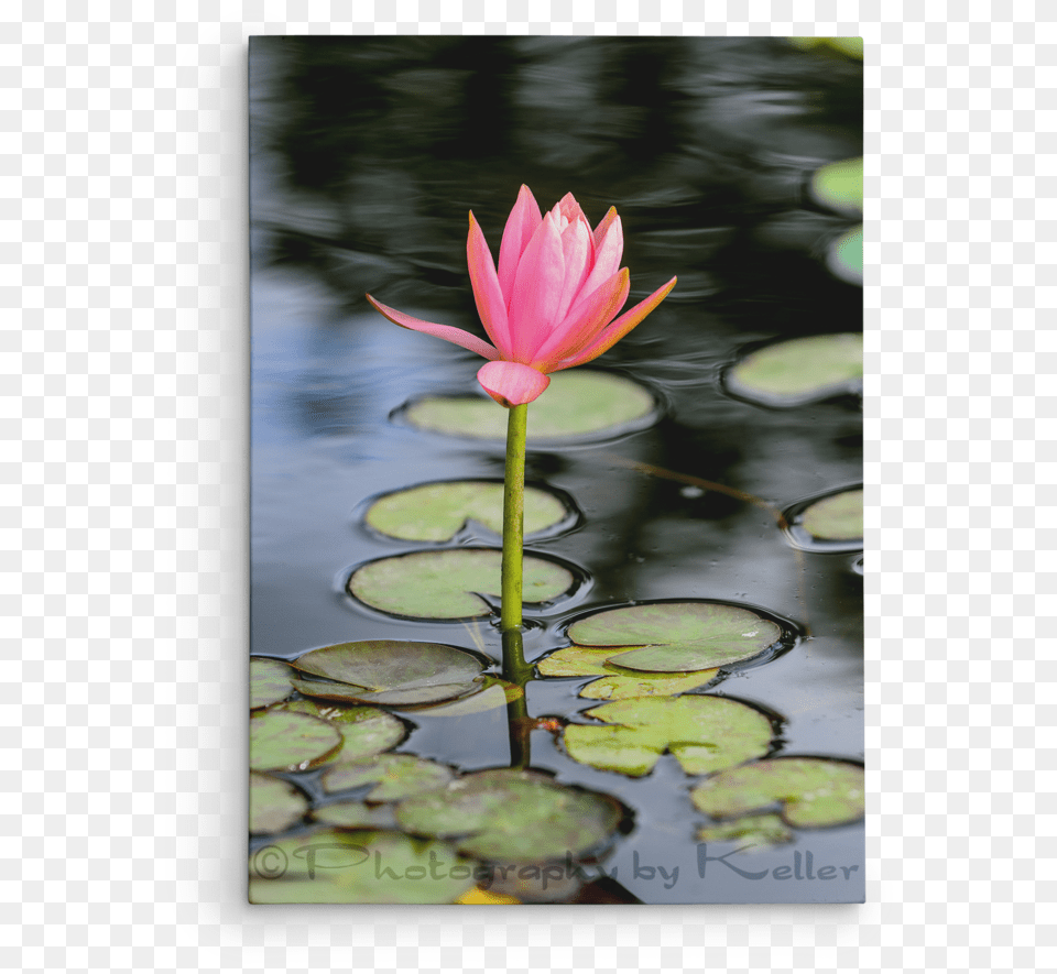 Lotus Flower U2014 Photography By Keller Transparent, Lily, Plant, Pond Lily, Water Free Png