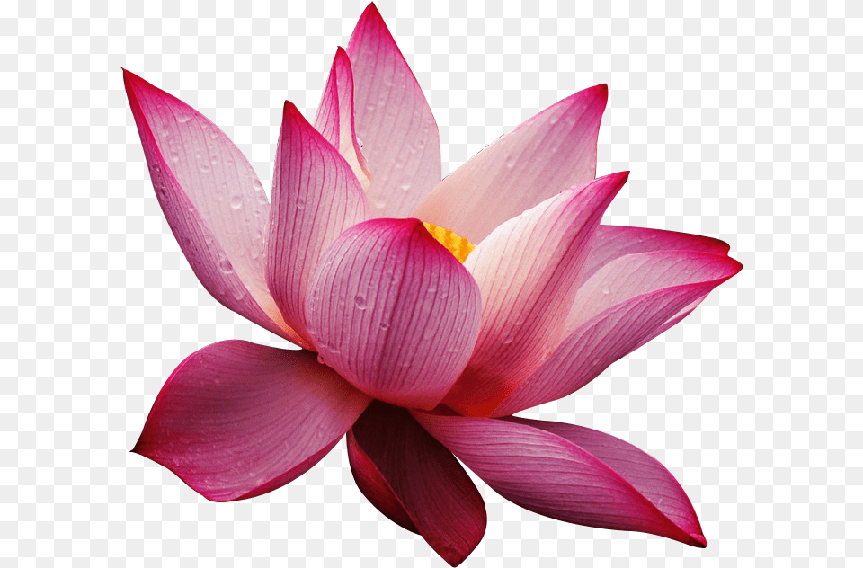 Lotus Flower Wallpaper Free Download Lotus Flower High Resolution Textures, Lily, Petal, Plant, Dahlia Png Image