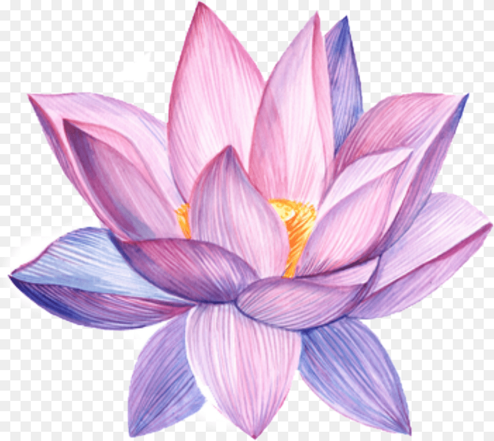 Lotus Flower Water Color, Dahlia, Plant, Lily, Petal Free Png