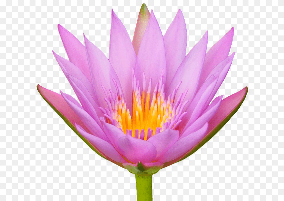 Lotus Flower Water Lily Flora Isolated Transparent Lotusblte, Plant, Accessories, Bag, Handbag Free Png Download