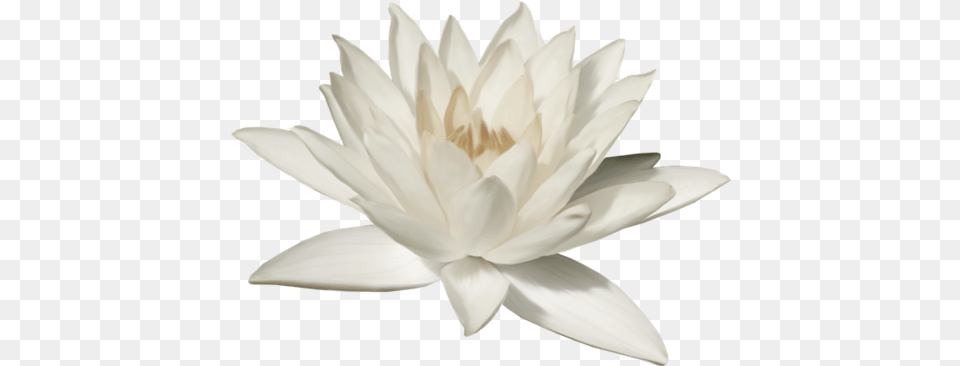 Lotus Flower White Lotus, Lily, Plant, Pond Lily, Dahlia Free Png Download