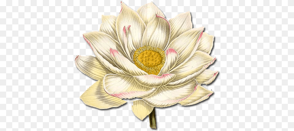 Lotus Flower White Lotus Flower Paper Placemats 18x12 Florallime Green, Anemone, Anther, Dahlia, Petal Free Png