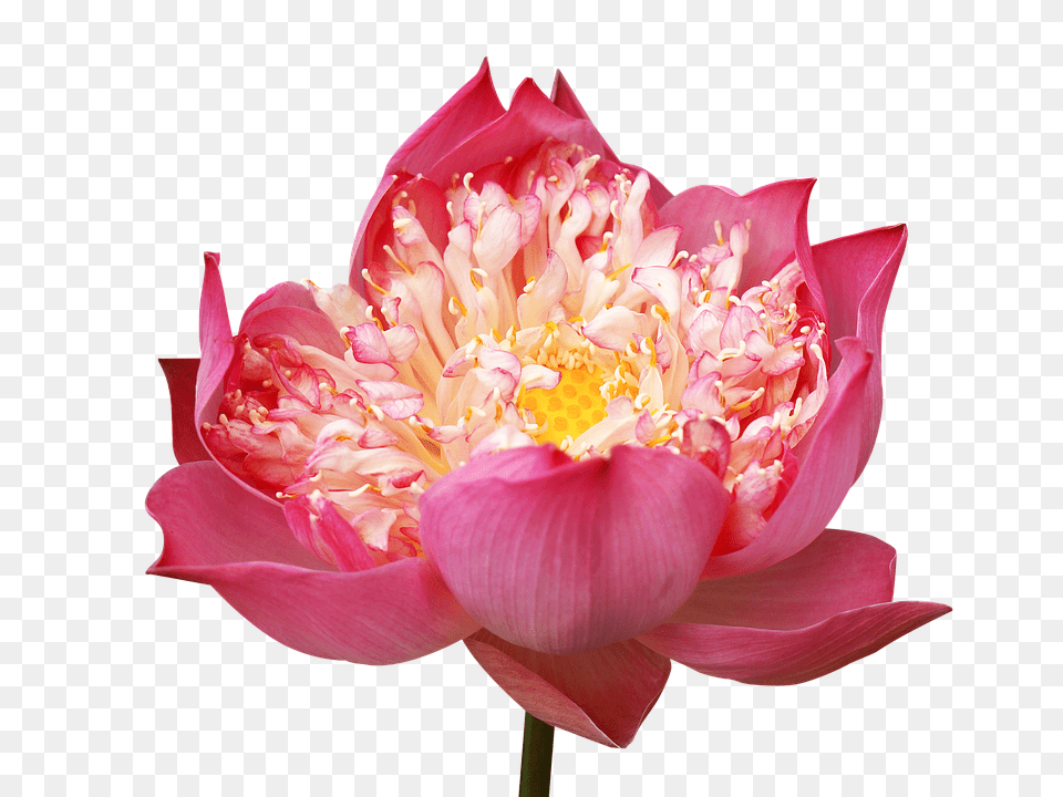 Lotus Flowers Flower, Petal, Plant, Dahlia Free Png Download