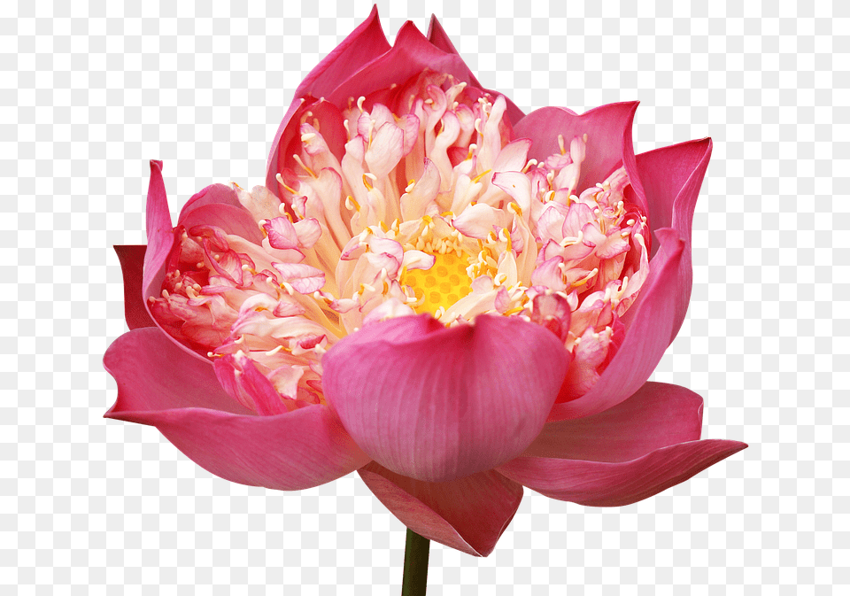 Lotus Flowers Decorate Pink Lotus Many Wings, Flower, Petal, Plant, Dahlia Free Transparent Png