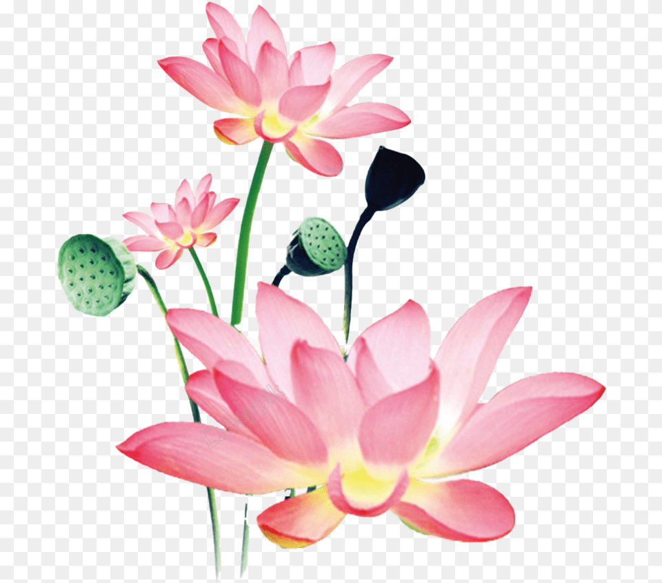 Lotus Free Background Watercolor Lotus Flower Painting, Petal, Plant, Dahlia, Lily Png Image