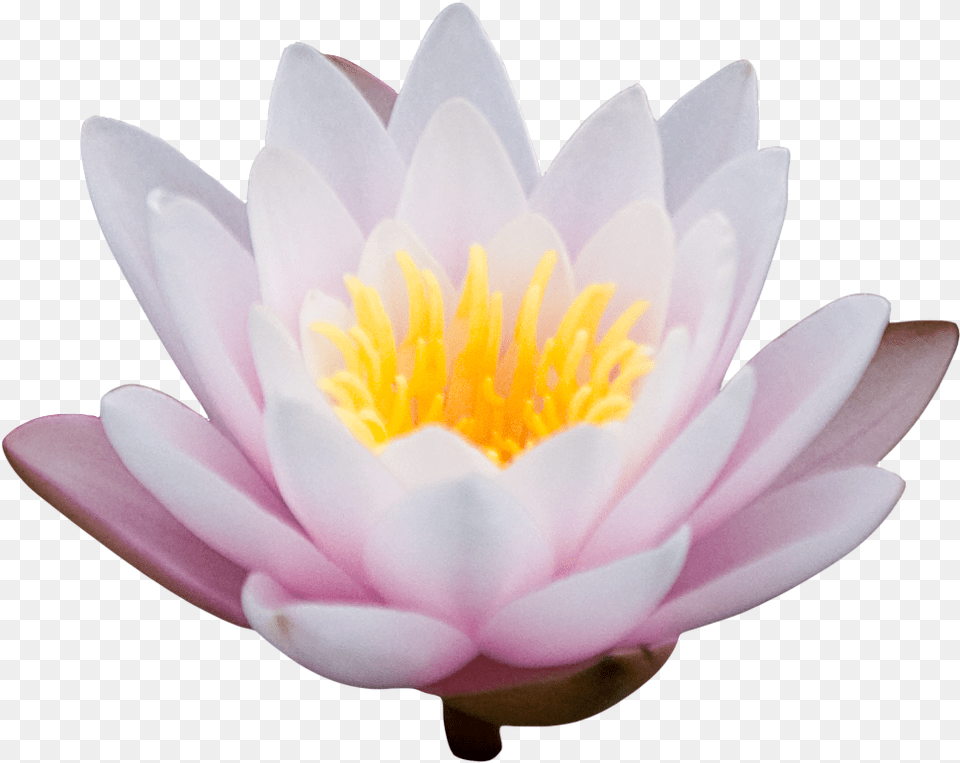 Lotus Image Lotus Flower Transparent, Lily, Plant, Rose, Petal Free Png